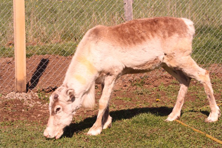 Blitzen